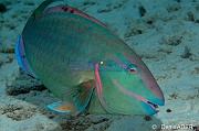 Sparisoma-viride terminal Poisson perroquet feu bleu vert jaune-Bonaire Coco Beach-16m-20180217-Denis-ADER-DSC_6337_tn